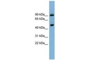 Image no. 1 for anti-WD Repeat Domain, phosphoinositide Interacting 1 (WIPI1) (AA 359-408) antibody (ABIN6742099)