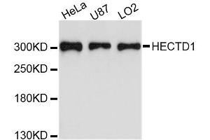 Western blot analysis of extracts of various cell lines, using HECTD1 antibody (ABIN5996632) at 1:3000 dilution. (HECTD1 antibody)