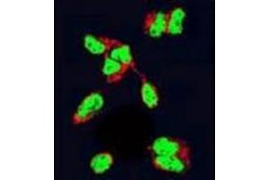 Confocal immunofluorescent analysis of HDAC2 Antibody (Center) Cat. (HDAC2 antibody  (Middle Region))