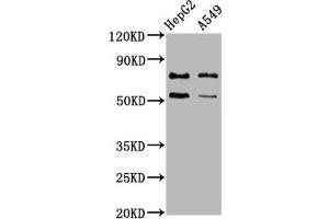 Western Blot Positive WB detected in: HepG2 whole cell lysate, A549 whole cell lysate All lanes: GCNA antibody at 4. (Acidic Repeat-Containing Protein (GCNA) (AA 364-443) antibody)