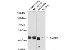 Western blot analysis of extracts of various cell lines using SMAD7 Polyclonal Antibody at dilution of 1:1000. (SMAD7 antibody)