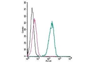 Cell surface detection of TRPV4 by indirect flow cytometry in live intact human THP-1 monocytic leukemia cells:  (black line) Cells. (TRPV4 antibody  (3rd Extracellular Loop))
