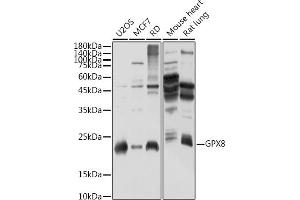 Western blot analysis of extracts of various cell lines, using GPX8 antibody (ABIN7267437) at 1:1000 dilution.