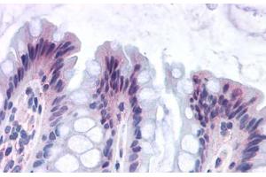 Anti-GPR82 antibody  ABIN1048877 IHC staining of human colon.