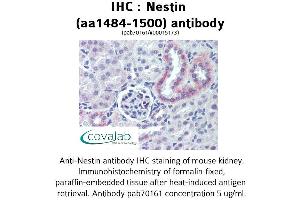 Image no. 1 for anti-Nestin (NES) (AA 1484-1500) antibody (ABIN1737269) (Nestin antibody  (AA 1484-1500))
