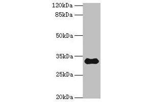 Western blot All lanes: TMEM53 antibody at 5 μg/mL + Mouse brain tissue Secondary Goat polyclonal to rabbit IgG at 1/10000 dilution Predicted band size: 32, 24 kDa Observed band size: 32 kDa (TMEM53 antibody  (AA 1-170))