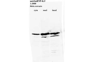 Western blot for anti-hnRNP-K/J on HeLa cell extracts (HNRNPK antibody)