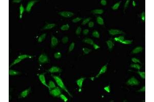 Immunofluorescent analysis of Hela cells using ABIN7165083 at dilution of 1:100 and Alexa Fluor 488-congugated AffiniPure Goat Anti-Rabbit IgG(H+L) (PRMT7 antibody  (AA 285-390))