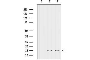 Western blot analysis of lysates from various samples, using SERF2 Antibody.