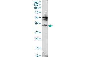 C2orf47 MaxPab rabbit polyclonal antibody. (C2orf47 antibody  (AA 1-291))