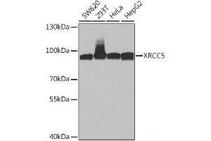 Western blot analysis of extracts of various cell lines using XRCC5 Polyclonal Antibody at dilution of 1:1000. (XRCC5 antibody)