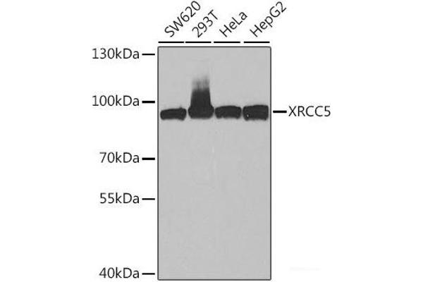 XRCC5 anticorps