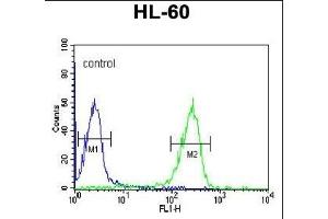 FKBP11 Antibody (N-term) (ABIN390761 and ABIN2841018) flow cytometric analysis of HL-60 cells (right histogram) compared to a negative control cell (left histogram).