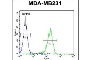 YWHAZ Antibody (Center) (ABIN652428 and ABIN2842220) flow cytometric analysis of MDA-M cells (right histogram) compared to a negative control cell (left histogram). (14-3-3 zeta antibody  (AA 65-93))