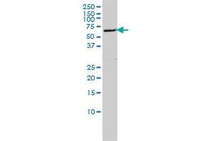 FLJ21128 monoclonal antibody (M01A), clone 4E3-3A4 Western Blot analysis of FLJ21128 expression in Hela S3 NE . (EDC3 antibody  (AA 1-508))