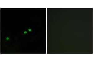 Immunofluorescence analysis of HeLa cells, using Centromeric Protein A (Phospho-Ser7) Antibody. (CENPA antibody  (pSer7))