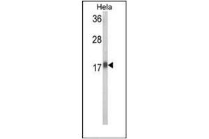 Western blot analysis in HeLa cell line lysates (35 ug/lane) using RPL31 Antibody (Center) Cat. (RPL31 antibody  (Middle Region))