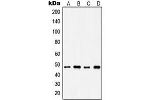 Western blot analysis of IP6K2 expression in A549 (A), H1299 (B), HeLa (C), Raji (D) whole cell lysates.