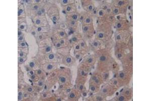 Figure. (LMAN2 antibody  (AA 45-322))
