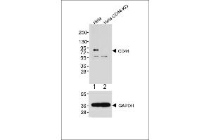 All lanes : Anti-CD44 Antibody at 1:2000 dilution (upper) Lane 1: Hela Lane 2: Hela-CD44-Knock out Lysates/proteins at 20 μg per lane. (CD44 antibody  (C-Term))