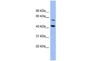 GFOD1 antibody used at 1 ug/ml to detect target protein.