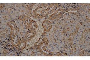 Immunohistochemistry of paraffin-embedded mouse kidney using beta actin Monoclonal Antibody at dilution of 1:200 (beta Actin antibody)