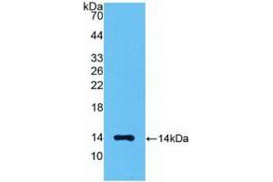 WB of Protein Standard: different control antibodies against Highly purified E. (MSTN ELISA Kit)