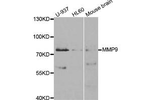 Western blot analysis of extracts of various cell lines, using MMP9 antibody (ABIN5971121) at 1/1000 dilution. (MMP 9 antibody)