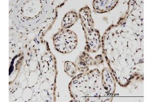 Immunoperoxidase of monoclonal antibody to PRPH on formalin-fixed paraffin-embedded human placenta. (Peripherin antibody  (AA 374-470))