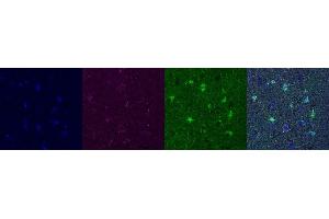Immunohistochemistry (IHC) image for anti-Aldehyde Dehydrogenase 1 Family, Member L1 (ALDH1L1) antibody (ABIN7456025) (ALDH1L1 antibody)