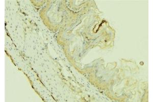 ABIN6273655 at 1/100 staining Mouse colon tissue by IHC-P. (FIL1h antibody  (C-Term))