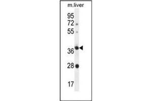 Western blot analysis of OR4A15 Antibody (C-term) in Mouse liver tissue lysates (35ug/lane). (OR4A15 antibody  (C-Term))