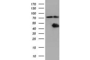 Image no. 11 for anti-COBW Domain Containing 1 (CBWD1) antibody (ABIN1497117) (CBWD1 antibody)