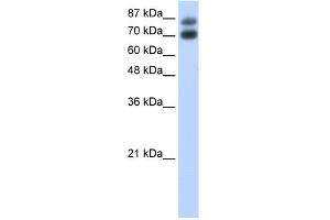 WB Suggested Anti-HNRPUL1 Antibody Titration:  0. (HNRNPUL1 antibody  (C-Term))
