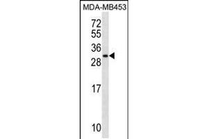 Western blot analysis in MDA-MB453 cell line lysates (35ug/lane). (MRPS10 antibody  (AA 113-141))