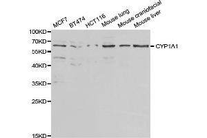 Western blot analysis of extracts of various cell lines, using CYP1A1 antibody. (CYP1A1 antibody)
