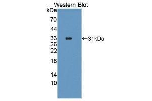 Western Blotting (WB) image for anti-Forkhead Box O1 (FOXO1) (AA 333-557) antibody (ABIN1858914)
