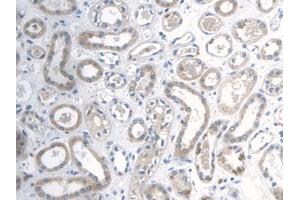 DAB staining on IHC-P; Samples: Human Esophagus (Galectin 2 antibody  (AA 1-132))