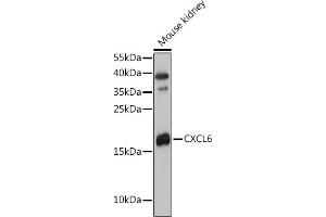 Western blot analysis of extracts of Mouse kidney, using CXCL6 antibody (ABIN7266316) at 1:3000 dilution. (CXCL6 antibody  (AA 38-114))