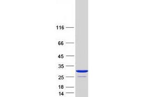 Validation with Western Blot (Crk Protein (Transcript Variant 1) (Myc-DYKDDDDK Tag))