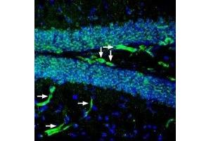 Expression of P2Y2 in mouse hippocampus - Immunohistochemical staining of perfusion-fixed frozen mouse brain sections with Anti-P2Y2 Receptor (extracellular) Antibody (ABIN7043424, ABIN7045138 and ABIN7045139), (1:200), followed by goat-anti-rabbit-AlexaFluor-488. (P2Y2 Receptor antibody  (C-Term, Extracellular))