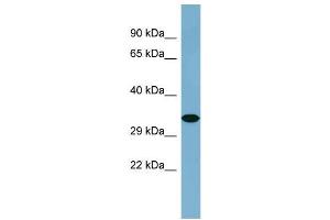 Host:  Rabbit  Target Name:  KNG1  Sample Type:  COLO205 Whole Cell lysates  Antibody Dilution:  1. (KNG1 antibody  (C-Term))