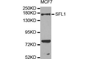 Western blot analysis of extracts of MCF7 cells, using SFI1 antibody.