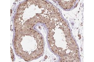 ABIN6266521 at 1/200 staining human testis tissue sections by IHC-P. (Cullin 2 antibody  (C-Term))