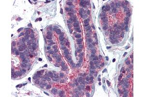 Anti-RHOA antibody IHC of human breast. (RHOA antibody  (AA 1-194))