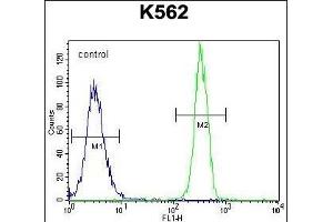 FBRSL1 Antibody (C-term) (ABIN655754 and ABIN2845198) flow cytometric analysis of K562 cells (right histogram) compared to a negative control cell (left histogram).