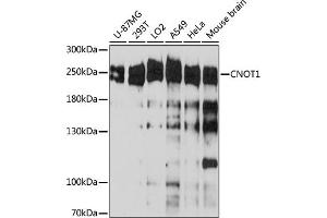 Western blot analysis of extracts of various cell line, using CNOT1 antibody (ABIN6127561, ABIN6138777, ABIN6138778 and ABIN6221649) at 1:3000 dilution. (CNOT1 antibody  (AA 2137-2376))