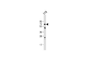 Anti-NEURL Antibody (Center) at 1:1000 dilution + Y79 whole cell lysate Lysates/proteins at 20 μg per lane. (NEURL antibody  (AA 158-186))