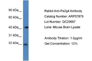 Western Blotting (WB) image for anti-Proliferation-Associated 2G4, 38kDa (PA2G4) (C-Term) antibody (ABIN2787439) (PA2G4 antibody  (C-Term))