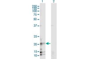 Western Blot analysis of RAMP3 expression in transfected 293T cell line by RAMP3 MaxPab polyclonal antibody. (RAMP3 antibody  (AA 1-148))
